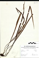 藏品(書帶蕨)的圖片